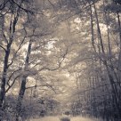 Infra forest III