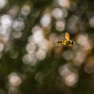 Flying