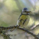 Blue tit