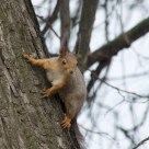 squirrel