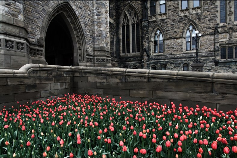 Tulip Festival
