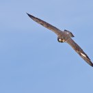 Peregrine falcon