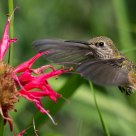 Hummer