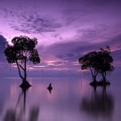 Breaking Dawn