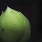 Lotus bud