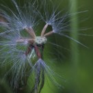 Seedling