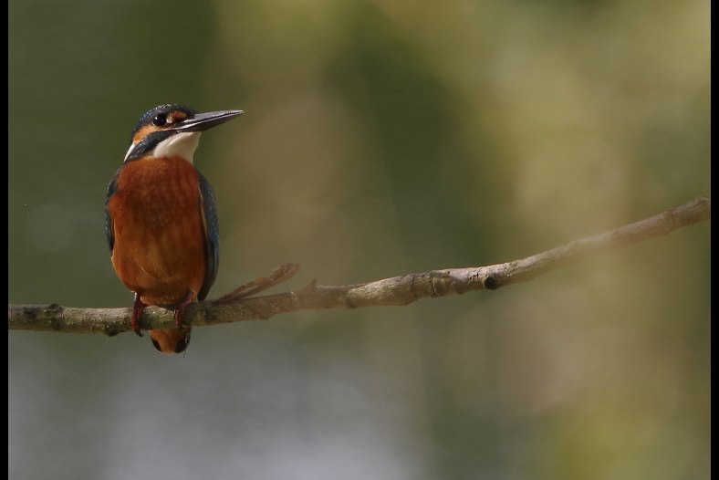 Common Kingfisher