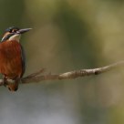 Common Kingfisher