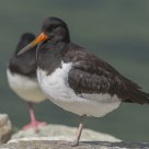  A young Eurasian Oystercatcher (Haematopus ostralegus)