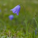 Campanula rotundifolia (harebell)