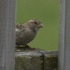  House Sparrow (Passer domesticus) trying to hide behind the fence