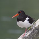 The Eurasian Oystercatcher (Haematopus ostralegus)