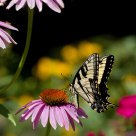 Backyard Swallow Tail 