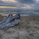 Driftwood