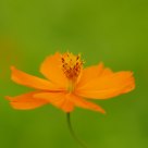 Orange Flower 