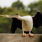 Australian Darter