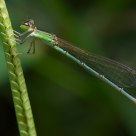 Caenagrion