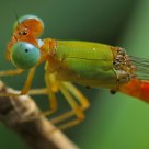 Caenagrion