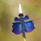 Rhyothemis triangularis Kirby, 1889 