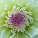 Dahlia (CITRON DE CAP)