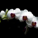 Orchid at night