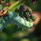 Loathsome Larva