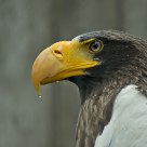 Steller's Sea Eagle in the Rain