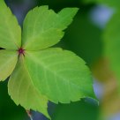 Star Leaf