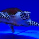 Big Turtle