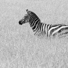 black and white
