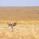 Gazelle