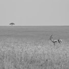 Alone on the prairie