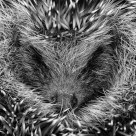♥ Hedgehog