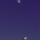 Storks