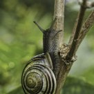 Snail
