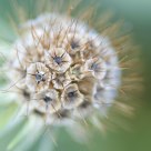Flower to blow