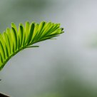 Green feathers