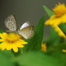 The nectar of life together