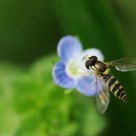 Syrphidae