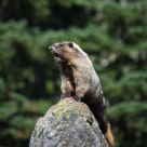 Whistling Marmot