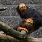 Golden-headed Lion Tamarins