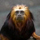 Golden-headed Lion Tamarin