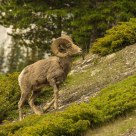 Big Horn Sheep