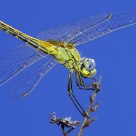 Libelula 2