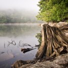 Misty Morning