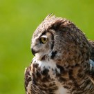 Grand Duc 