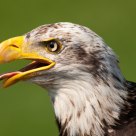 Bald eagle
