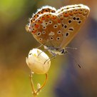 Licenide Butterfly