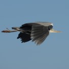 Grey Heron in flight