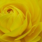 Yellow Rose